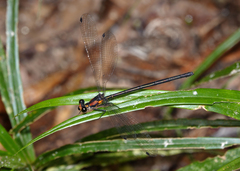 Austroargiolestes aureus