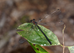 Austroargiolestes aureus