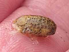 Sphaeroma