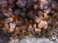 Goniastrea stelligera