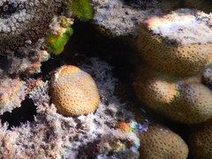 Goniastrea stelligera