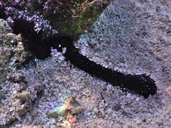 Holothuria leucospilota