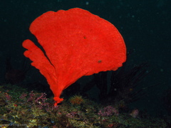Echinoclathria leporina