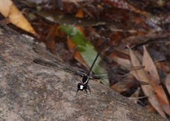 Podopteryx selysi