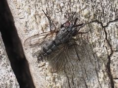 Triarthria setipennis