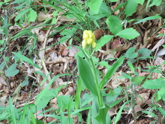 Cephalanthera falcata