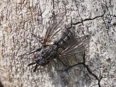 Triarthria setipennis