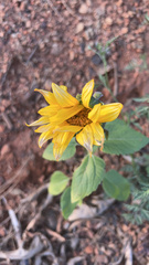 Helianthus bolanderi