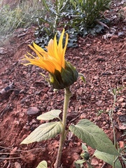 Helianthus bolanderi