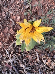 Helianthus bolanderi