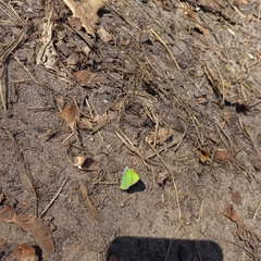 Callophrys rubi