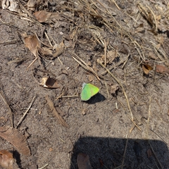 Callophrys rubi