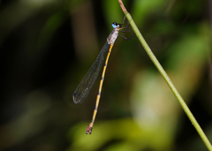 Synlestes tropicus