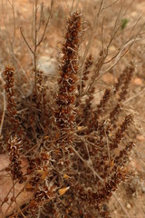 Ifloga glomerata