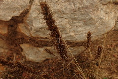 Ifloga glomerata