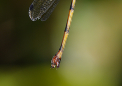 Synlestes tropicus