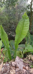 Microsorum membranaceum