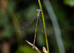 Synlestes tropicus