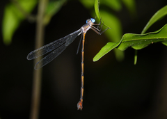 Synlestes tropicus