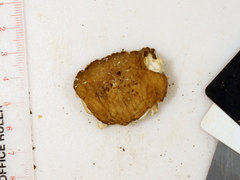 Hymenopellis furfuracea image