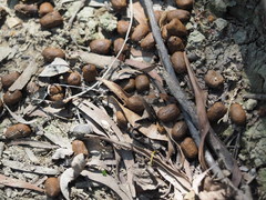 Cervus nippon taiouanus