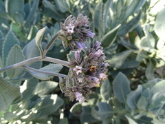 Eriodictyon traskiae smithii