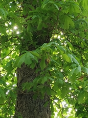 Aesculus hippocastanum