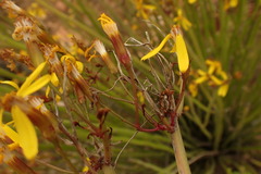 Senecio junceus