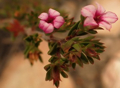Acmadenia maculata