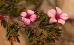 Acmadenia maculata