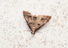 Diplopseustis