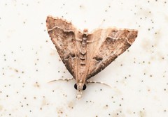 Diplopseustis