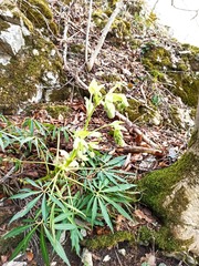 Helleborus foetidus