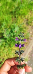 Salvia verbenaca