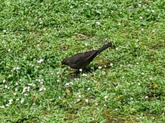 Turdus merula