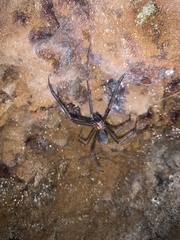 Hickmania troglodytes