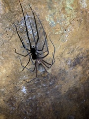 Hickmania troglodytes