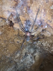 Hickmania troglodytes