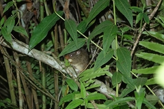 Oenomys hypoxanthus