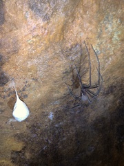 Hickmania troglodytes