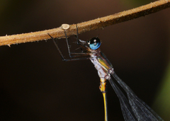 Synlestes tropicus