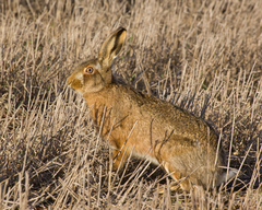European Hare photo 2