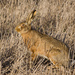 Brown Hare - Photo (c) Ian, some rights reserved (CC BY-NC)