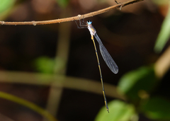 Synlestes tropicus