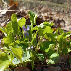 Viola