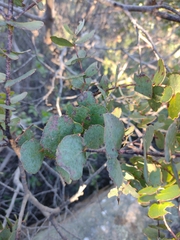 Eucalyptus morrisbyi
