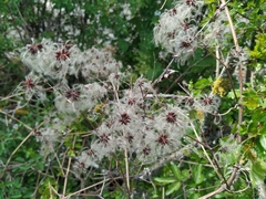 Clematis vitalba