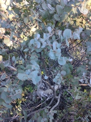 Eucalyptus morrisbyi
