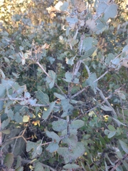 Eucalyptus morrisbyi