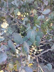 Eucalyptus morrisbyi